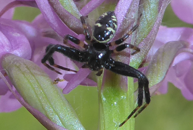 Synema globosum - Thomisidae